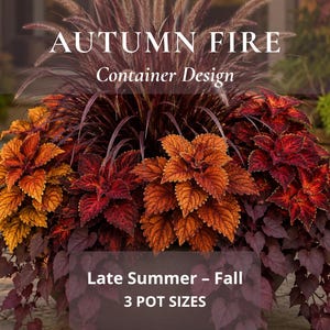 May include: A container garden arrangement featuring tall purple fountain grass surrounded by vibrant orange, red, and deep burgundy coleus plants and trailing dark purple foliage. Text reads: AUTUMN FIRE Container Design, Late Summer - Fall, 3 POT SIZES.