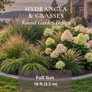Può includere: Un design da giardino rotondo con ortensie ed erbe ornamentali, con il testo HYDRANGEA & GRASSES Round Garden Design e Full Sun 5.5 m. Il giardino presenta grappoli di fiori di ortensia rosa pallido e crema accanto a varie erbe verdi.