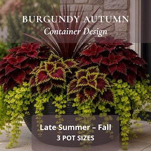 Könnte beinhalten: Ein großer, schwarz gerippter Pflanzkübel mit bordeauxroten und lindgrünen Coleus-Pflanzen, einer zentralen, spitzblättrigen Cordyline und herabhängendem lindgrünem Laub. Text: BURGUNDY AUTUMN Container Design, Late Summer - Fall, 3 POT SIZES.