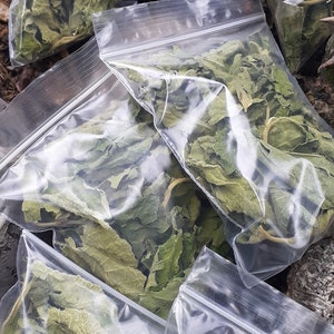Dried Rompe Saragüey herb. Rompe Saragüey hierva seca