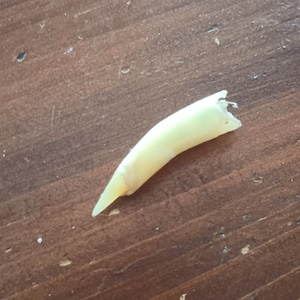 May include: A single, off-white canine tooth with a sharp, pointed tip. The tooth is slightly curved and has a broken edge at the root. It rests on a dark brown wooden surface.
