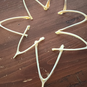 May include: Wishbones arranged in a star shape on a dark wooden surface. The off-white wishbones have a curved form, with some showing traces of tissue. The wooden surface is dark brown.