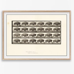 Può includere: Una stampa incorniciata che presenta una griglia di ventiquattro fotografie sequenziali in bianco e nero di un bisonte in movimento. Il testo in basso recita Animal Locomotion, Plate 729, Copyright 1887, by Eadweard Muybridge. Cornice in legno.