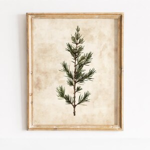 May include: A framed botanical print featuring a detailed illustration of a green conifer branch. The artwork is set against a beige, textured background and encased in a gold-toned wooden frame, creating a vintage aesthetic.