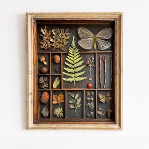 May include: A wooden shadow box frame containing a collection of natural specimens including a large moth, a green fern frond, various acorns, pinecones, dried leaves, twigs, and small botanical elements arranged in individual compartments.