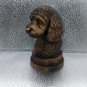 Gran auge de Cockapoo