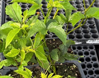 I Plant-Fluted Pumpkin Seedlings – Ugu African Vegetable Plants USA