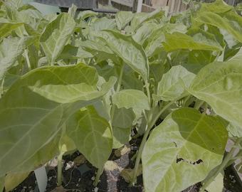 白いアフリカンガーデンエッグの苗6株パック – アメリカの庭向けのオーガニック植物