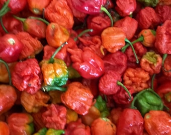 1 Pound Organic Ghost Peppers | Bhut Jolokia Chili, Farm Grown Non-GMO