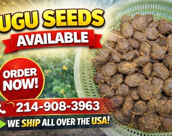 I Plant-Fluted Pumpkin Seed – Ugu African Vegetable Plants USA