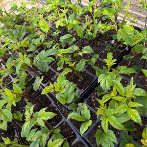 Siembro plántulas de calabaza estriada – Ugu, plantas de hortalizas africanas de EE. UU.