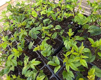 I Plant-Fluted Pumpkin Seedlings – Ugu African Vegetable Plants USA