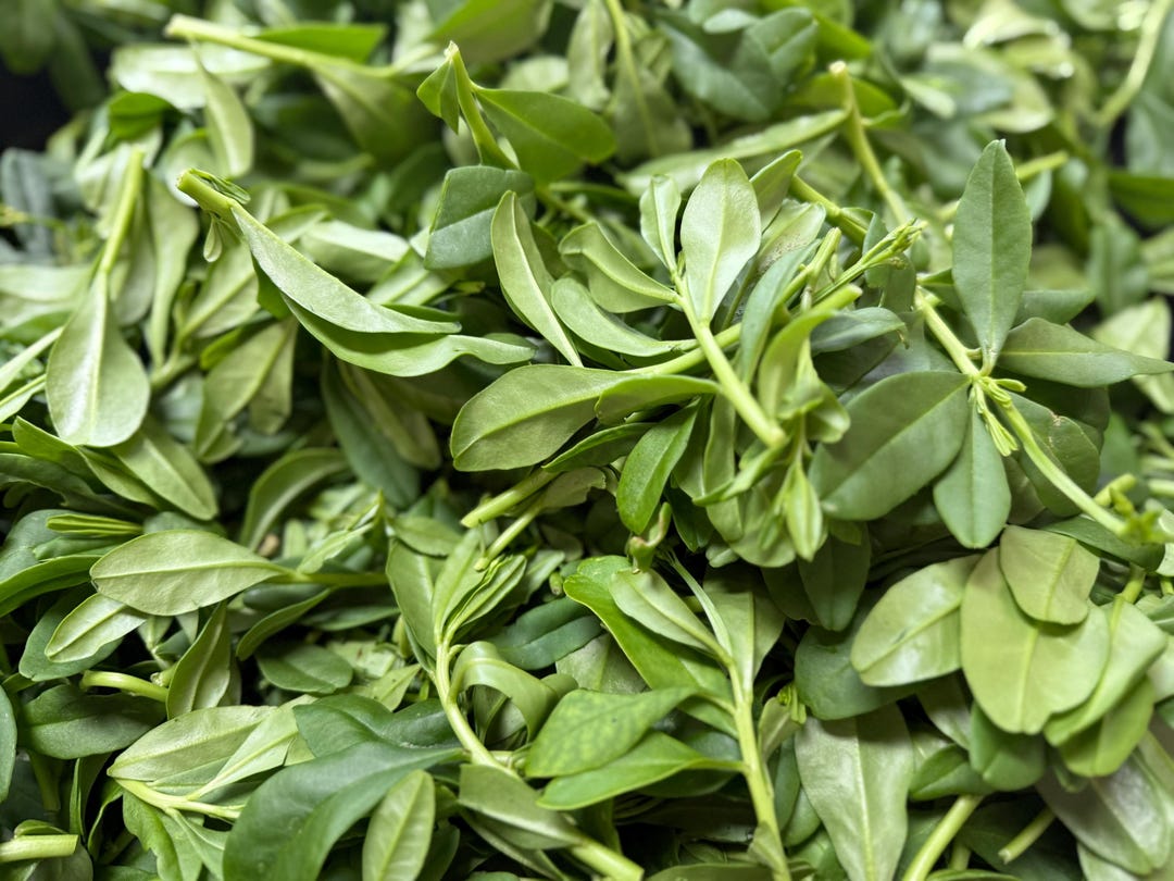 5 Lbs. Waterleaf for Soup – Edikang Ikong & Afang | Fresh African ...