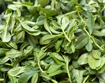 5 pund. Waterleaf for Soup – Edikang Ikong & Afang | Färska afrikanska grönsaker USA