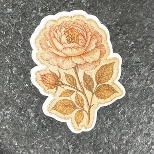 Op de afbeelding: Een sticker met een gedetailleerde illustratie van een perzikroos met bruine bladeren en stengel. De bloem staat in volle bloei, met een gedetailleerd centrum en een zachte, vintage esthetiek. De sticker heeft een witte rand.
