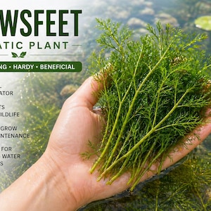May include: A close-up of green Crow's Feet aquatic plants held in a hand. The image includes text that says "Oxygenating, Hardy, Beneficial", "Natural Oxygenator", "Supports Fish & Wildlife", "Easy to Grow, Low Maintenance", and "Perfect for Ponds & Water Features".