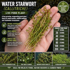 Water Starwort (Callitriche) – Live Pond Plant Bundles | Native Oxygenator for Wildlife & Natural Ponds