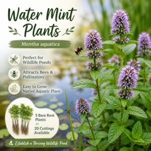 May include: A photograph of Water Mint Plants, Mentha aquatica, with purple flower spikes and green foliage. The image includes text stating the plants are perfect for wildlife ponds, attract bees, and are easy to grow. Also shown are 5 bare root plants or 20 cuttings.
