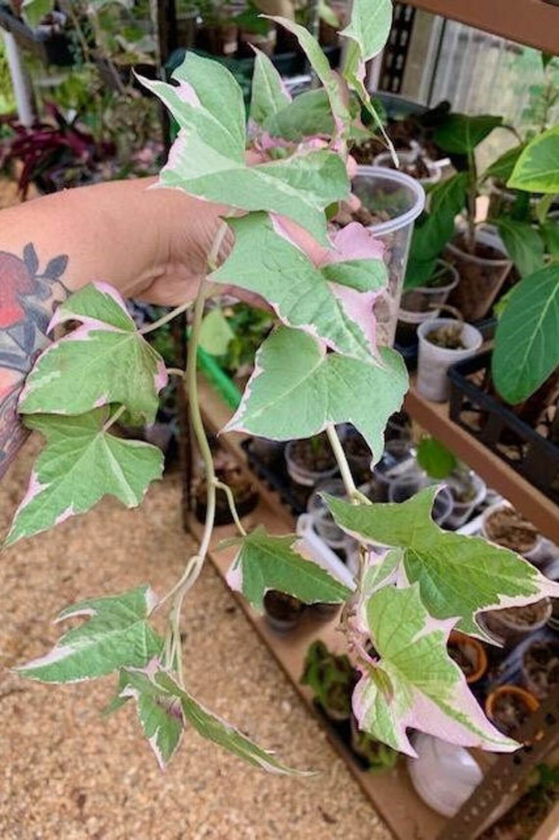 Variegated TriColor Ornamental Sweet Potato Vine LIVE Starter Etsy