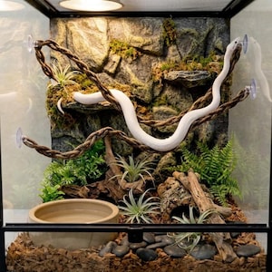May include: A white snake in a glass terrarium with a naturalistic habitat. The enclosure features a textured rock background, climbing branches, and various plants. A water bowl and substrate are visible at the bottom.