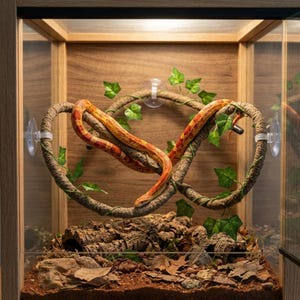 Puede incluir: Una serpiente de maíz con marcas naranjas y rojas está enrollada en una rama decorativa dentro de un terrario de madera. El recinto presenta hiedra artificial, un escondite de corteza de corcho y un sustrato de hojas y tierra. El terrario tiene laterales de vidrio y un marco de madera.