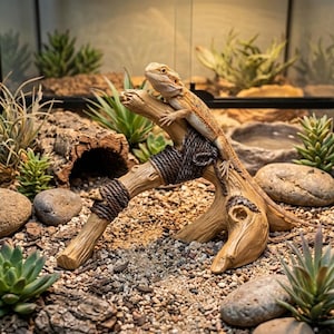 Puede incluir: Un lagarto dragón barbudo de color naranja claro y bronceado descansando sobre una estructura de rama de resina marrón envuelta con cuerda marrón oscuro. La rama está colocada en un terrario con piedras pequeñas, grava y plantas suculentas verdes.