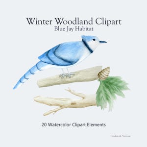 Puede incluir: Ilustración en acuarela de una arrendajo azul posado en una rama, parte de un conjunto "Winter Woodland Clipart". El ave tiene plumas azules y blancas. La rama tiene una piña y hojas verdes. El texto dice "20 Watercolor Clipart Elements."