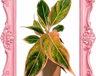 Aglaonema Blushing Pink Splash rare Aglaonema