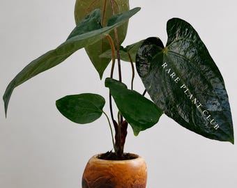 Anthurium Dark Phoenix x Magnificum