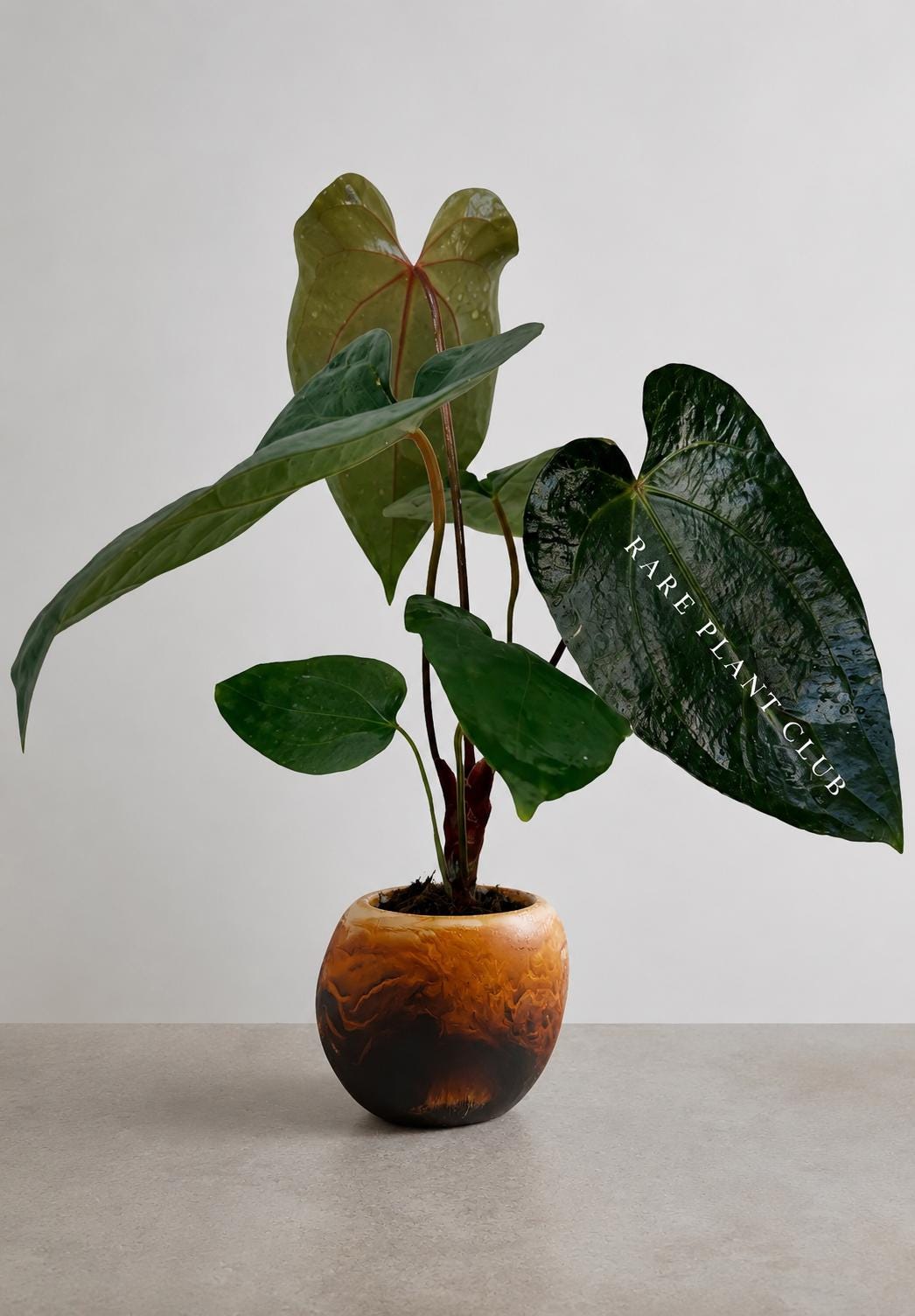 Anthurium Veitchii Dark - Etsy