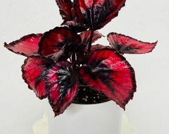 Begonia Red Kiss