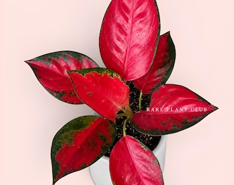 Aglaoneema Suksom Jaipong seltene rote Pflanze