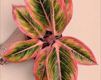 Aglaonema Lotus Delight rare plant