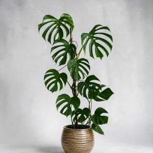 philodendron micans licht Philodendron micans main image 1