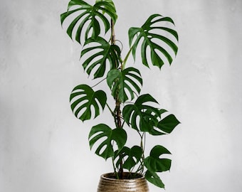 Monstera Croatii *EXTREMELY RARE* - Etsy
