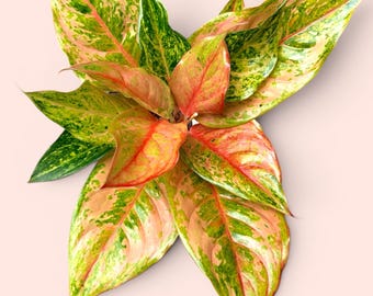 US Seller Fully Rooted Aglaonema Pink Banana Matured Size Indoor