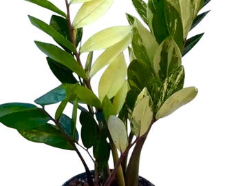 Black ZZ Plant- Zamioculcas Zamiifolia Raven- Black Raven ZZ in