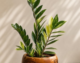 Variegated ZZ rare plant