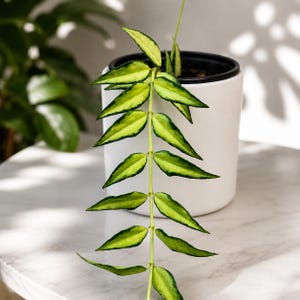 Hoya polyneura - Etsy 日本