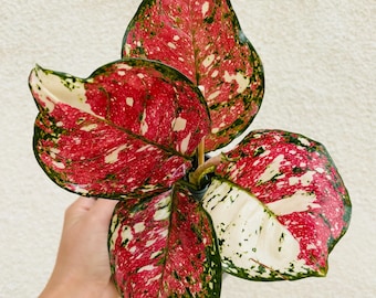 Aglaonema Tricolor (planta rara)