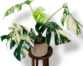XL Albo Monstera Plant, exact mature plant
