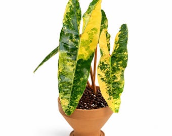 Variegated Philodendron Billietiae | Rare Aroid Plant, Mature Specimen
