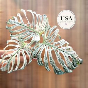 May include: A Monstera plant with large, deeply fenestrated leaves featuring a variegated pattern of white and dark green. A circular white badge in the upper right corner contains the text USA grown & shipped with a small American flag icon.