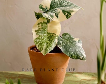 Creme Brulee rare monstera