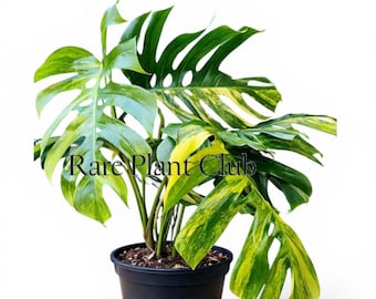Monstera Aurea Deliciosa
