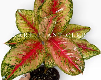 Pode incluir: Uma planta Aglaonema com folhas variegadas em tons de rosa brilhante, verde-limão e verde escuro. A planta está num vaso de plástico castanho com uma etiqueta branca marcada com 0575. O texto RARE PLANT CLUB e USA é visível na imagem.