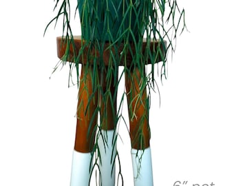 Hoya Linearis rare plant