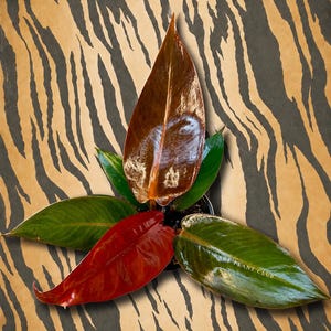 Philodendron Patriciae Tissue - Etsy