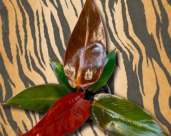 Philodendron Kathleen rare plant