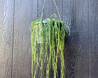 Hoya Linearis rare plant